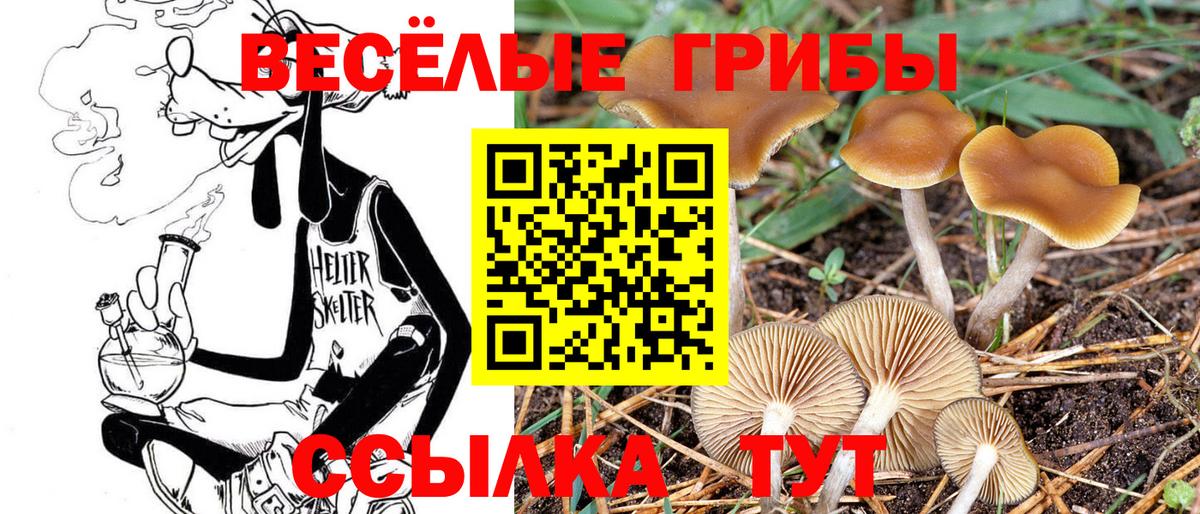Галлюциногенные грибы мицелий  Галлюциногенные грибы Psilocybe  Вход с VPN  Северобайкальск 